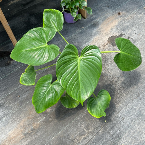 Philodendron Fragans (M) Hoja de corazon