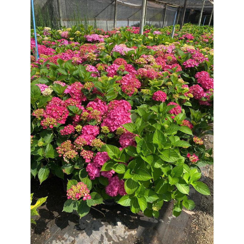 Hortensia Rosada Color Flor Rosada Bolsa BOL-35