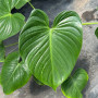 Philodendron Fragans (M) Hoja de corazon