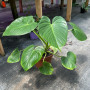 Philodendron Fragans (M) Hoja de corazon