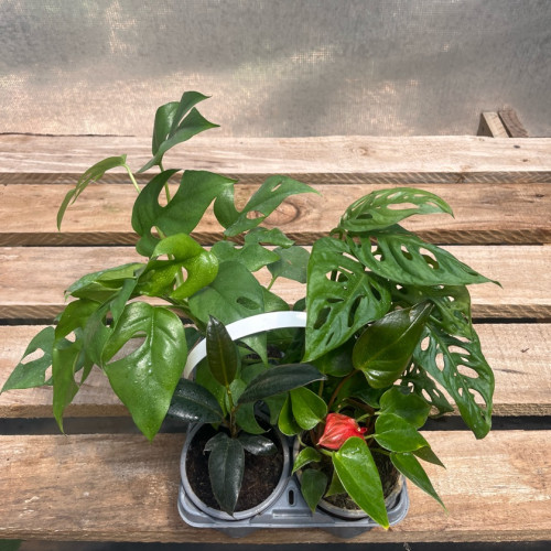 Pack 4 plantas de interior