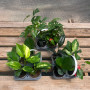 Pack 4 plantas de interior