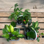 Pack 4 plantas de interior
