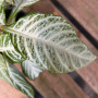 Aphelandra White Washington