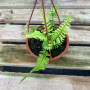 Helecho Tiger Variegado