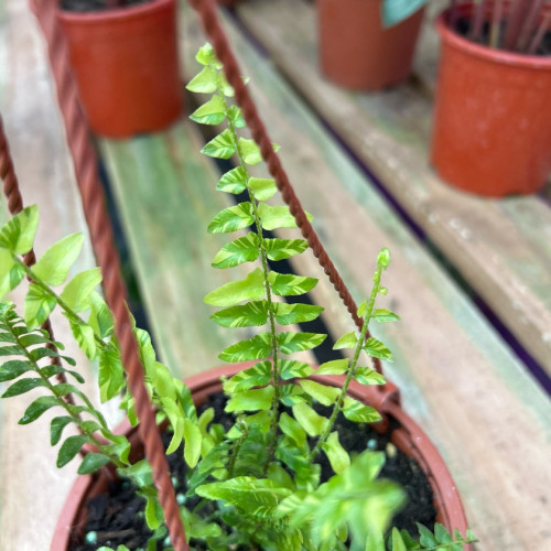Helecho Tiger Variegado