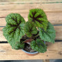 Begonia Cruz de Hierro