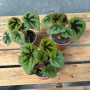 Begonia Cruz de Hierro