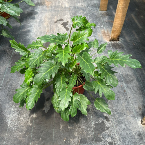 Philodendron Xanadu