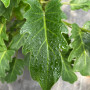 Philodendron Xanadu