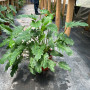Philodendron Xanadu