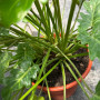 Philodendron Xanadu