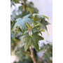 Liquidambar — liquidambar árbol precio chile