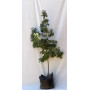 Liquidambar — liquidambar árbol precio chile