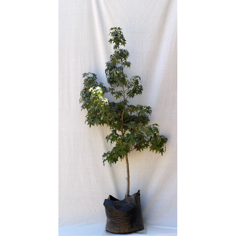 Liquidambar — liquidambar árbol precio chile