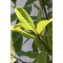 Magnolio grandiflora