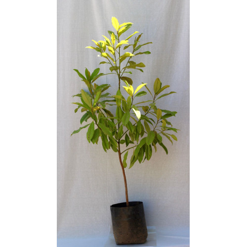 Magnolio grandiflora
