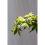 Acer japonicum — Acer japonicum árbol ornamental chile