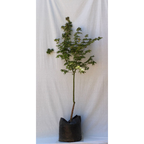 Acer japonicum — Acer japonicum árbol ornamental chile