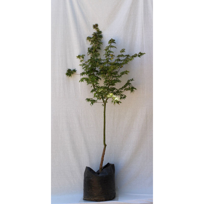 Acer japonicum — Acer japonicum árbol ornamental chile