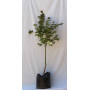 Acer japonicum — Acer japonicum árbol ornamental chile