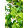 Viburnum Mascantha — Viburnum Mascantha planta interior Chile