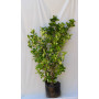 Viburnum Mascantha — Viburnum Mascantha planta interior Chile