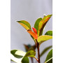 Photinia  red goblim — Photinia Red Goblin Chile comprar arbusto ornamental exterior