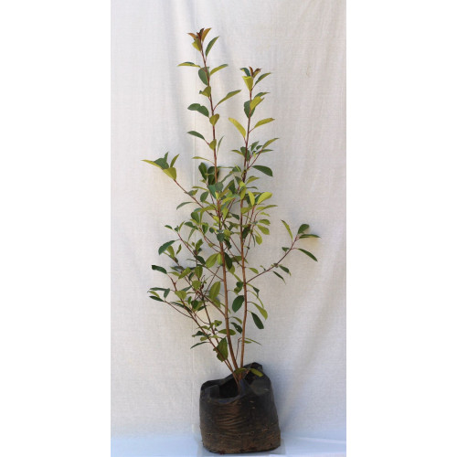 Photinia  red goblim — Photinia Red Goblin Chile comprar arbusto ornamental exterior