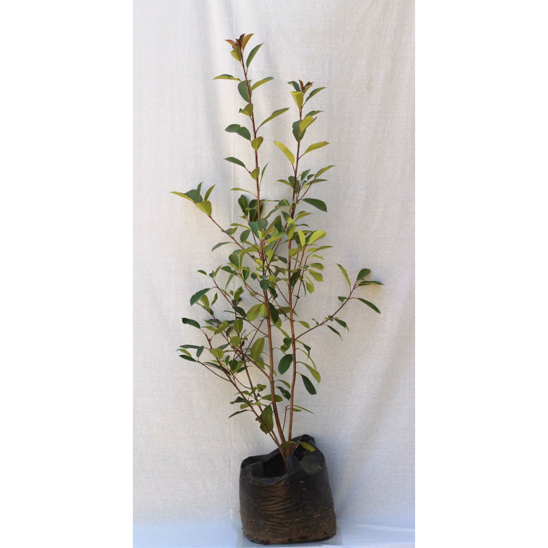 Photinia  red goblim — Photinia Red Goblin Chile comprar arbusto ornamental exterior