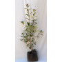 Photinia  red goblim — Photinia Red Goblin Chile comprar arbusto ornamental exterior
