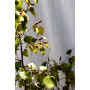 Abedul — abedul árbol ornamental jardín santiago chile