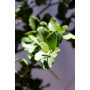 Quillay — quillay árbol nativo chile comprar plantket