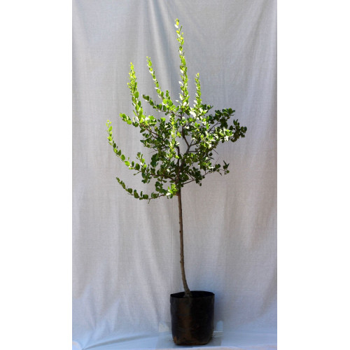 Quillay — quillay árbol nativo chile comprar plantket
