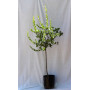 Quillay — quillay árbol nativo chile comprar plantket