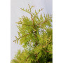 Thuja reingold