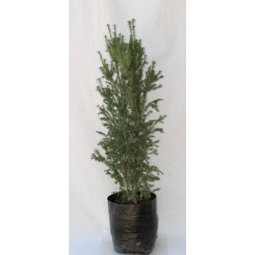 Taxus