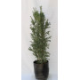 Taxus