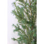 Taxus