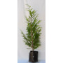 Thuja stewarthy