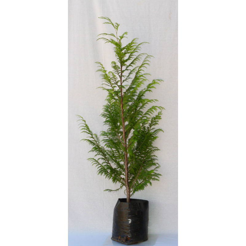 Thuja stewarthy