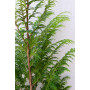 Thuja stewarthy