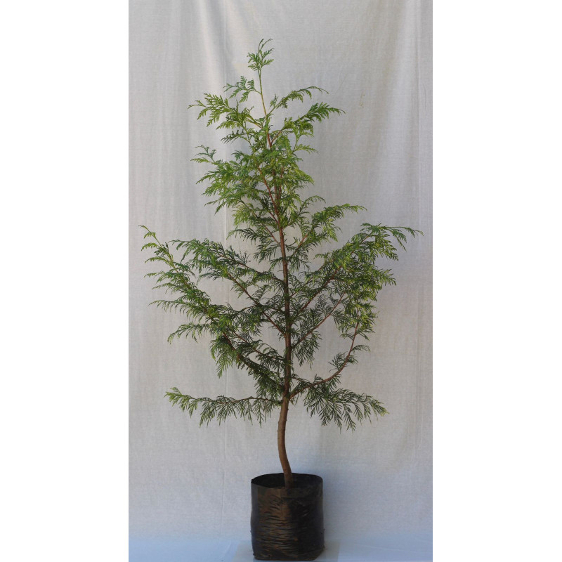 Thuja  Plicata