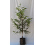 Thuja  Plicata