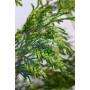 Thuja  Plicata