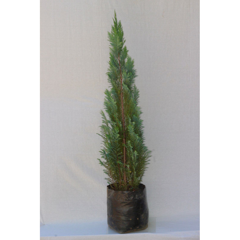 Chamaecyparis lawsoniana Alumii