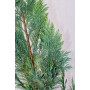 Chamaecyparis lawsoniana Alumii