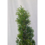 Thuja smaragd