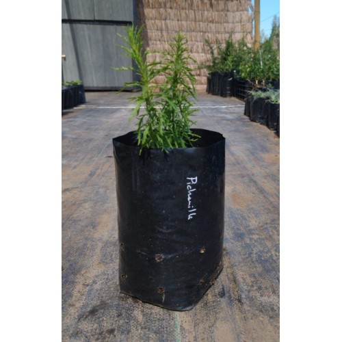 Pichanilla (Gutierrezia resinosa), formaato de venta