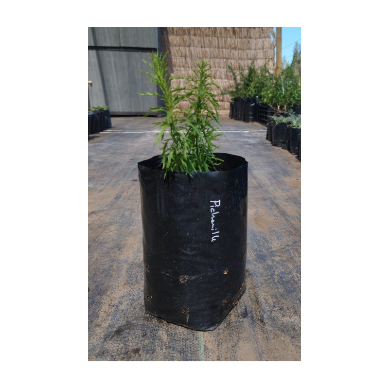 Pichanilla (Gutierrezia resinosa), formaato de venta